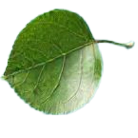 Apfelblatt2