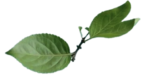 Apfelblatt4
