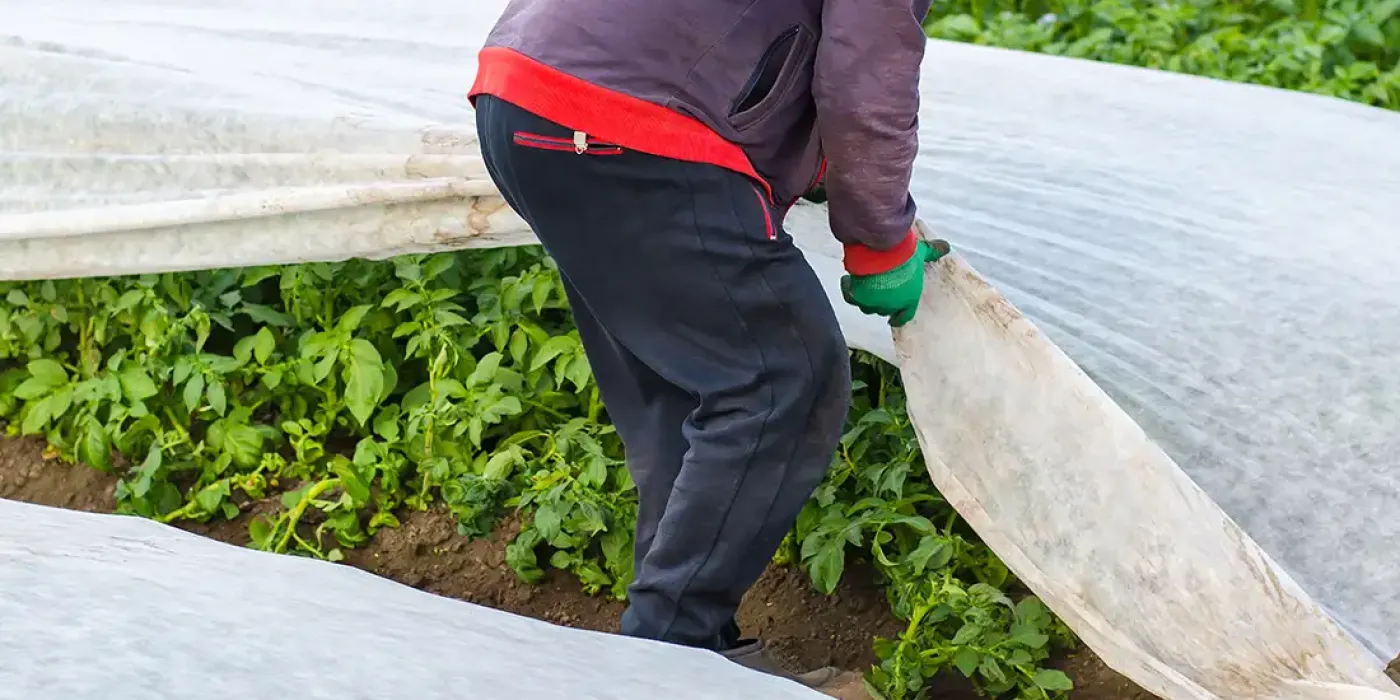 Landwirt deckt Gemüsefeld mit Pflanzenvlies zum Schutz und zur Förderung des Wachstums ab