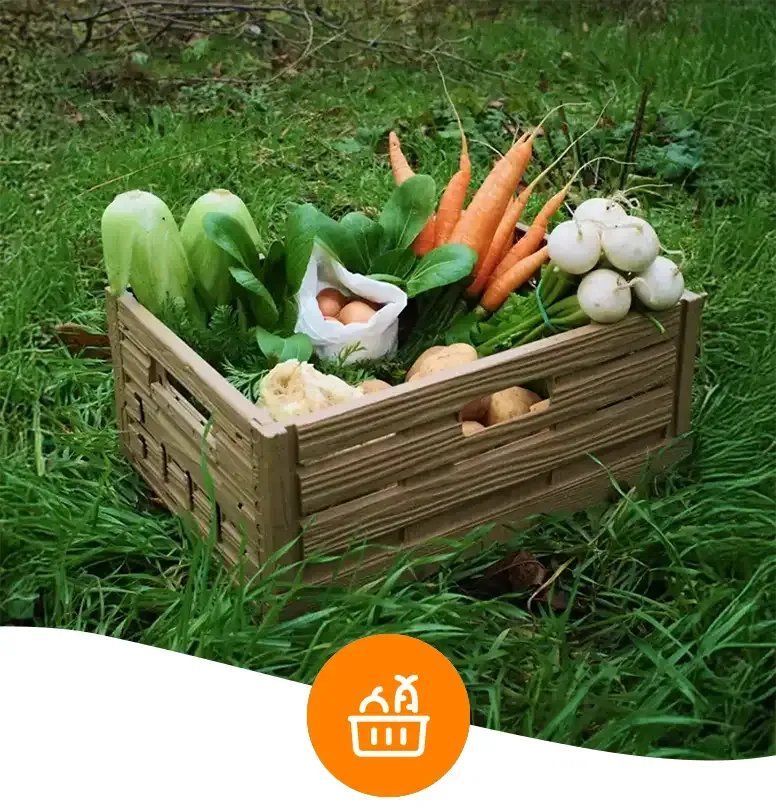 Gefüllte Gemüsekiste mit frischen Karotten, Kohlrabi, Eiern und weiteren Produkten auf einer grünen Wiese