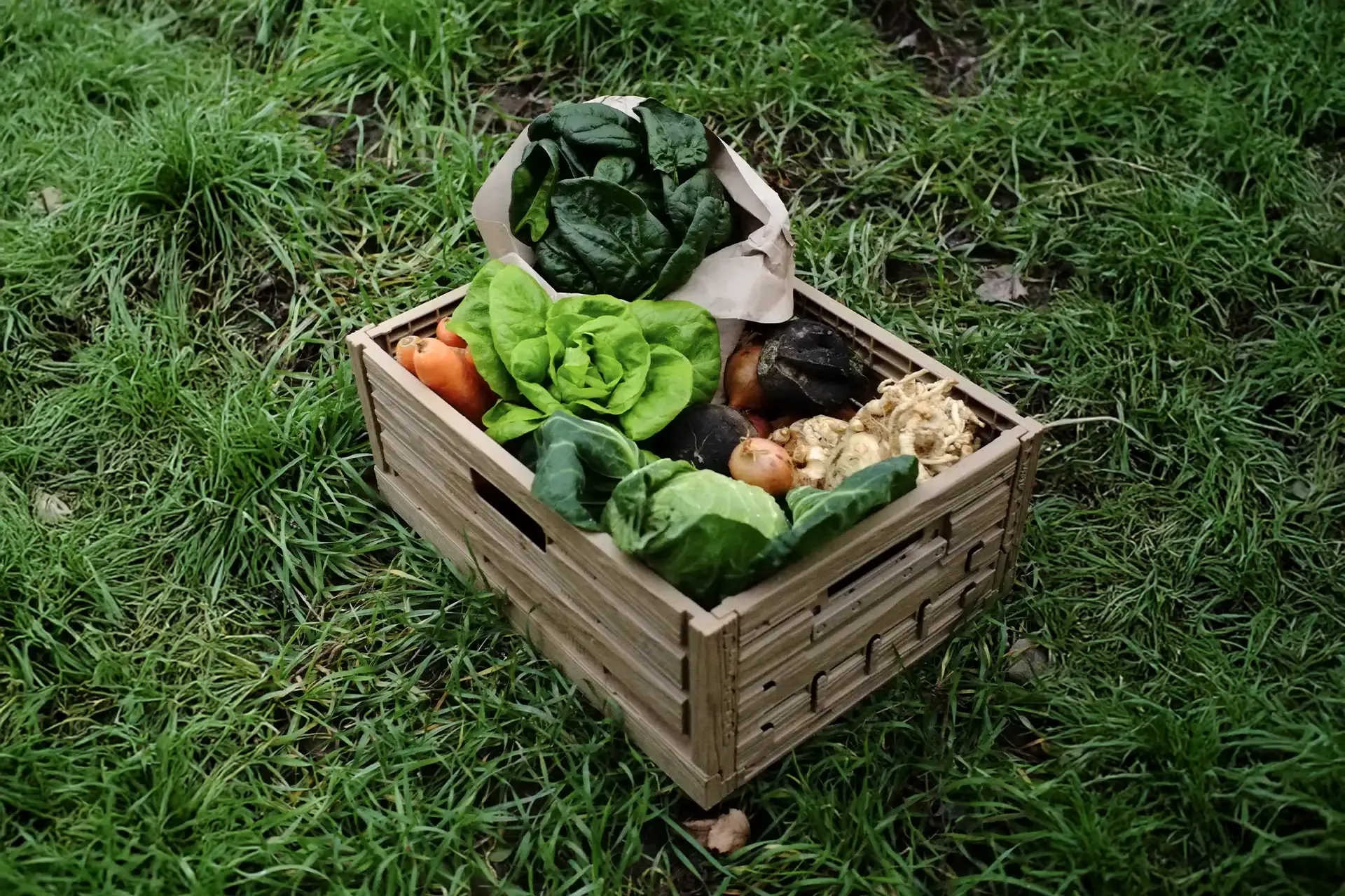 Frische Gemüsekiste vom Schneebergerhof mit saisonalem Gemüse auf Grasboden