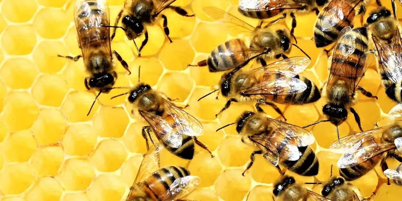 Honigbienen auf einer gelben Wabe bei der Arbeit im Bienenstock
