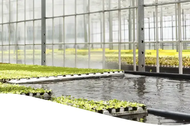 DWC-System in einem Gewächshaus mit schwimmenden Salatsetzlingen auf Wasserbecken
