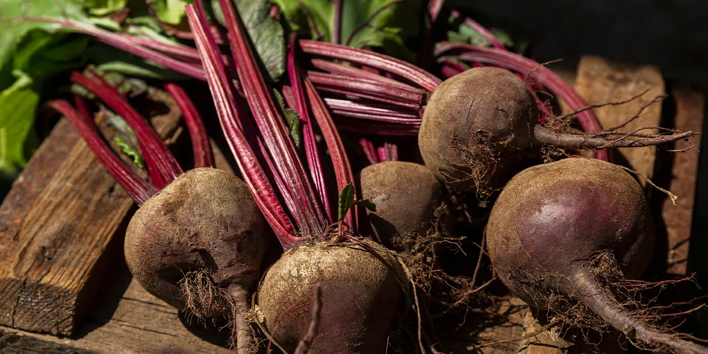 Ernte von frischen jungen Rote Bete-Rüben mit Spitzen auf einer Holzkiste