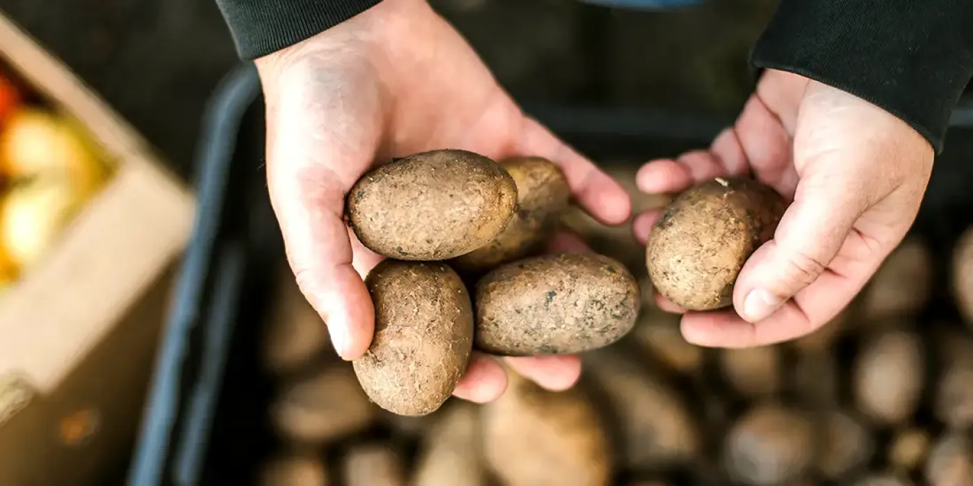 Frisch geerntete Kartoffeln werden in zwei Händen gehalten