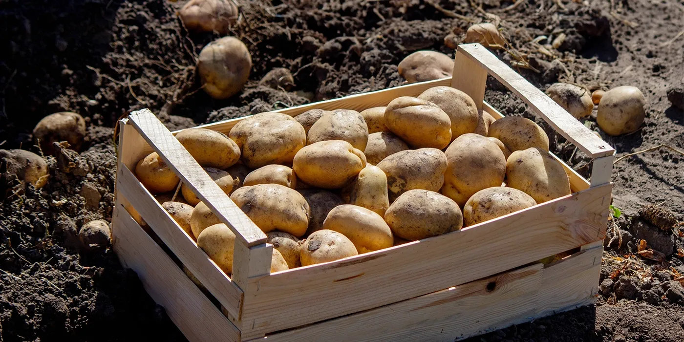 Frisch geerntete Kartoffeln werden in zwei Händen gehalten