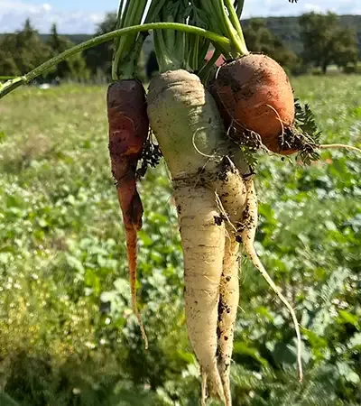 Frisch geerntete bunte Karotten vor einem Gemüsefeld