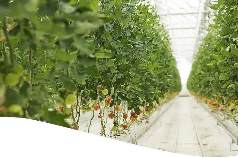 Tomatenpflanzen in Rinnenkultur im modernen Gewächshaus mit Schienensystem für Scherenwagen