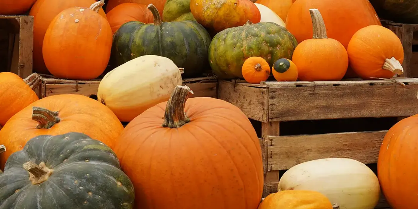 Verschiedene bunte Kürbisse in Holzkisten auf einem Wochenmarkt
