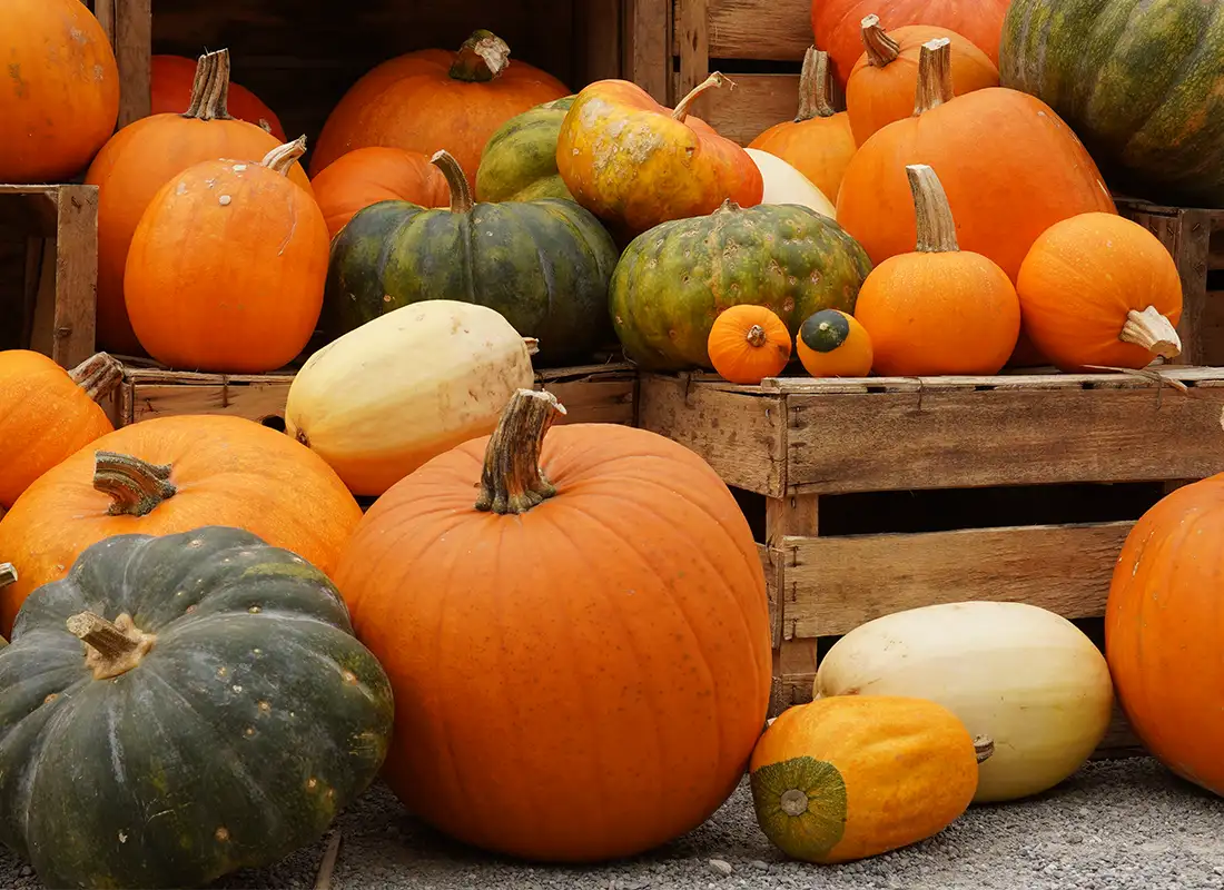 Verschiedene bunte Kürbisse in Holzkisten auf einem Wochenmarkt
