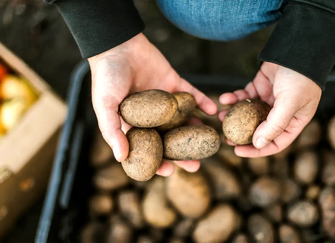 Frisch geerntete Kartoffeln werden in zwei Händen gehalten