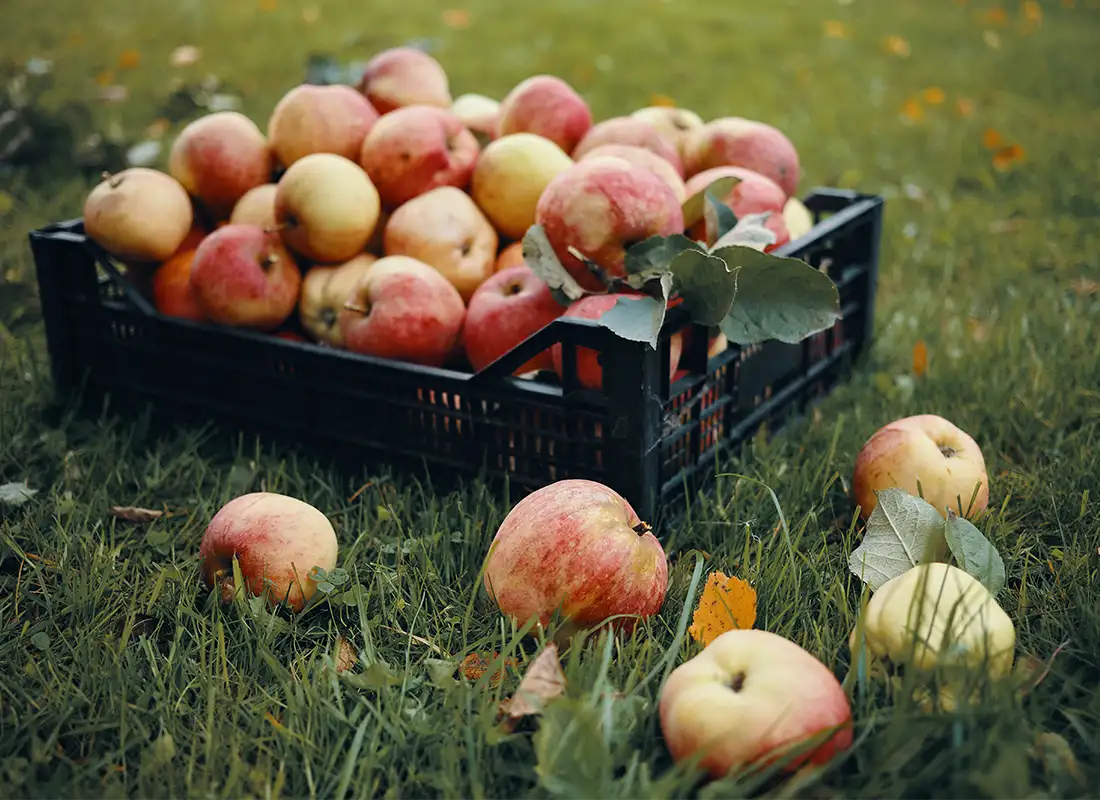 Frisch geerntete Äpfel in einer schwarzen Kiste auf der Wiese
