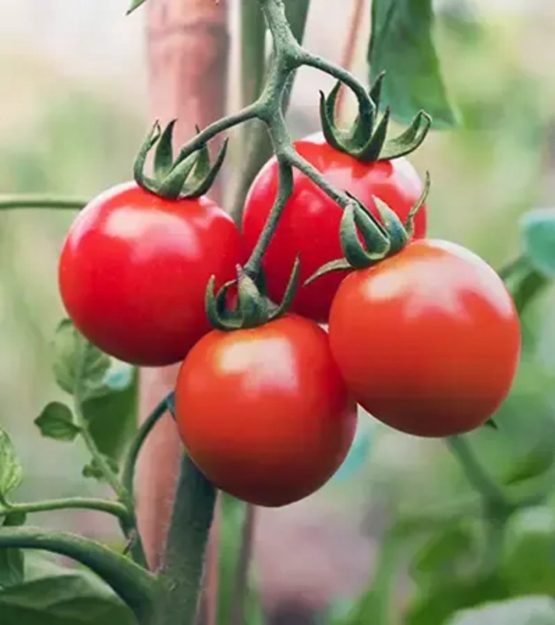 Reife rote Tomaten an der Pflanze im Freilandanbau